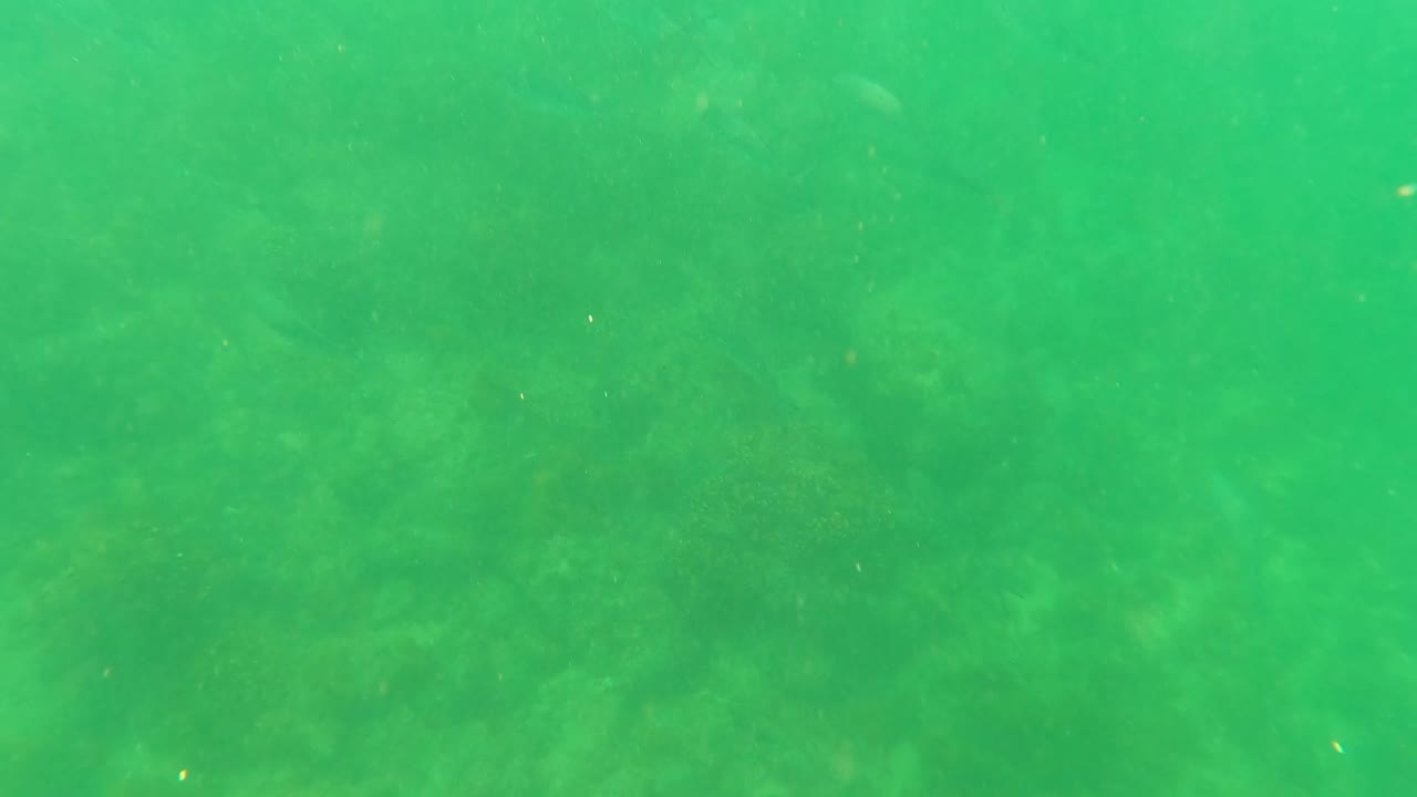 Green-tinted underwater frame in San Jose del Cabo with faint fish shapes moving through the midground over algae and coral-covered rocks, with no visible people.