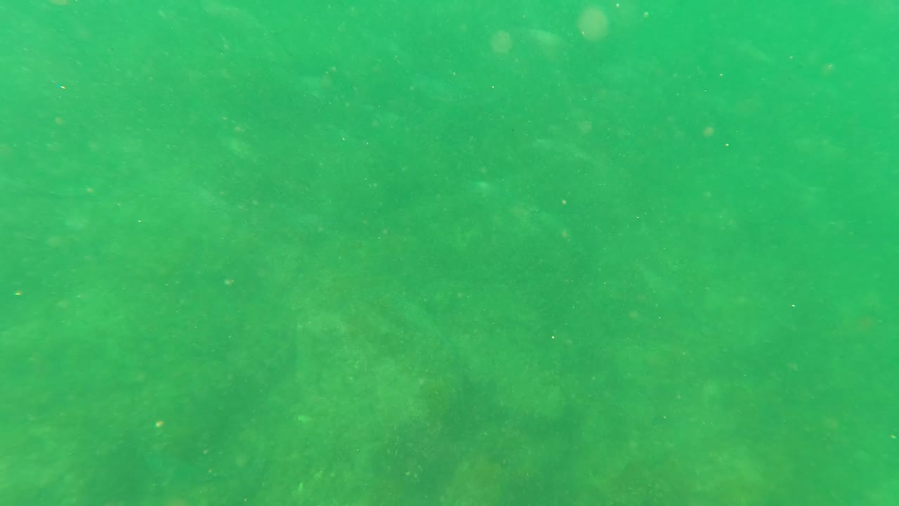 Green underwater view with faint small fish and suspended particles
