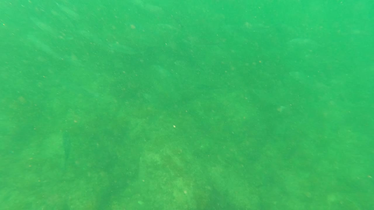 Small fish appear more clearly across the green water in San Jose Del Cabo, with a faint ocean floor below and no visible people.