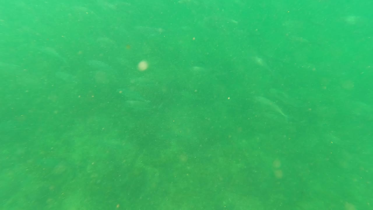 Pale small fish move through hazy green underwater water in San Jose Del Cabo, with particles in front of the camera and no visible people.
