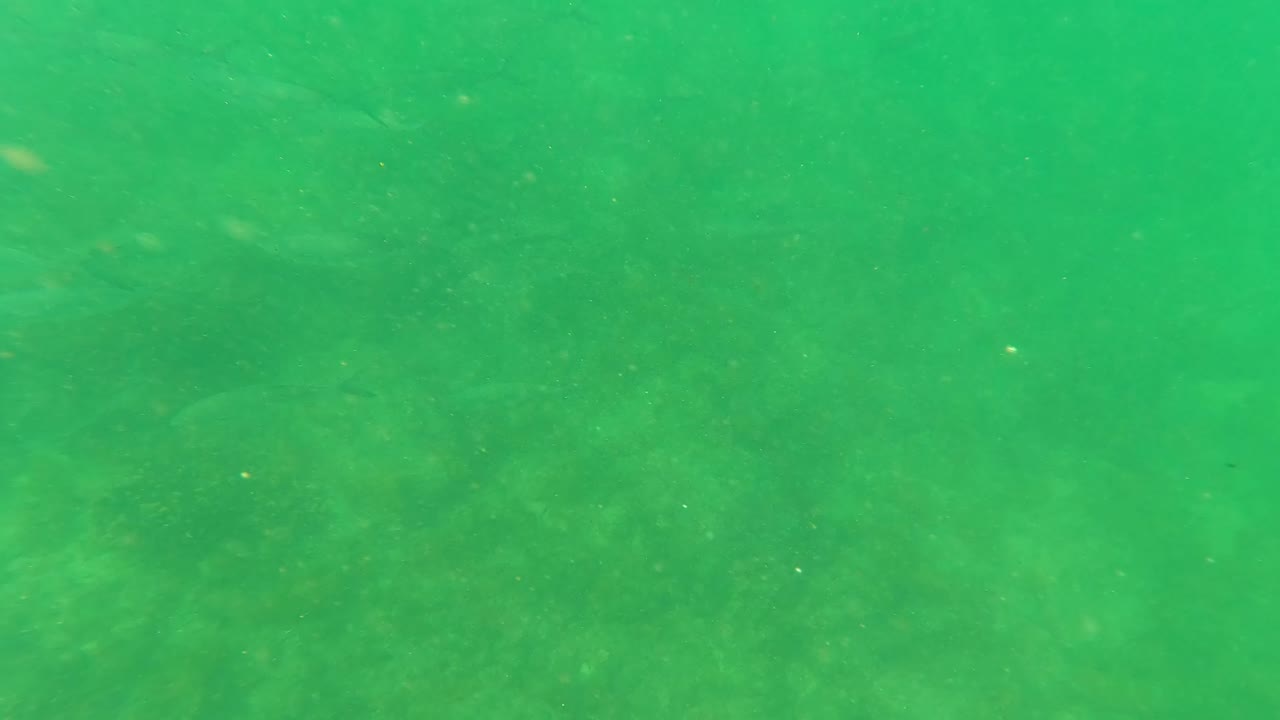 Scattered fish remain visible in the green underwater frame from San Jose Del Cabo, with soft seafloor texture below and no visible people.