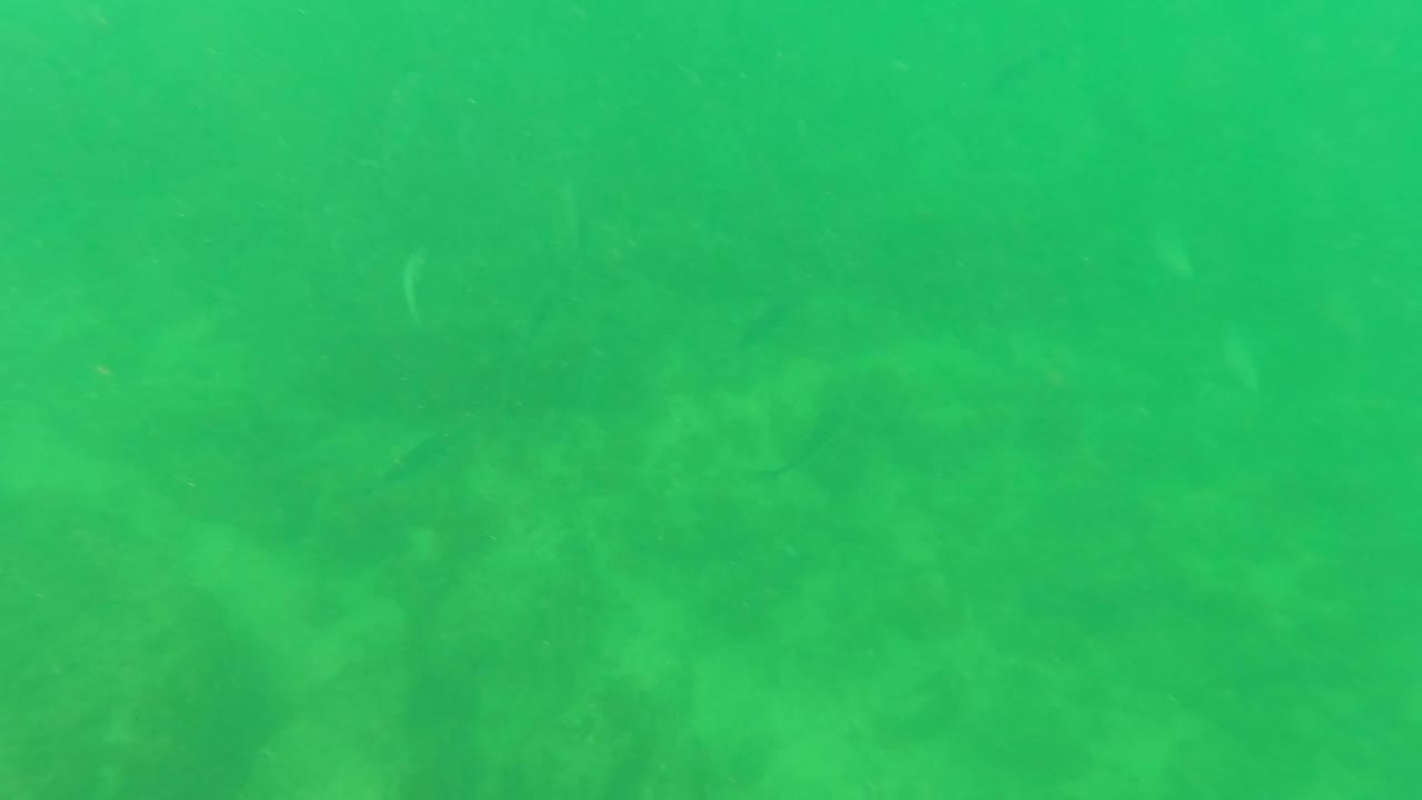 Green-tinted underwater frame from San Jose Del Cabo showing faint rocky seabed detail and small fish shapes in soft water, with no visible people.
