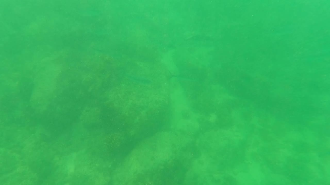 Green underwater view in San Jose Del Cabo with small fish faintly crossing above shadowed rocks on the seabed, with no visible people.