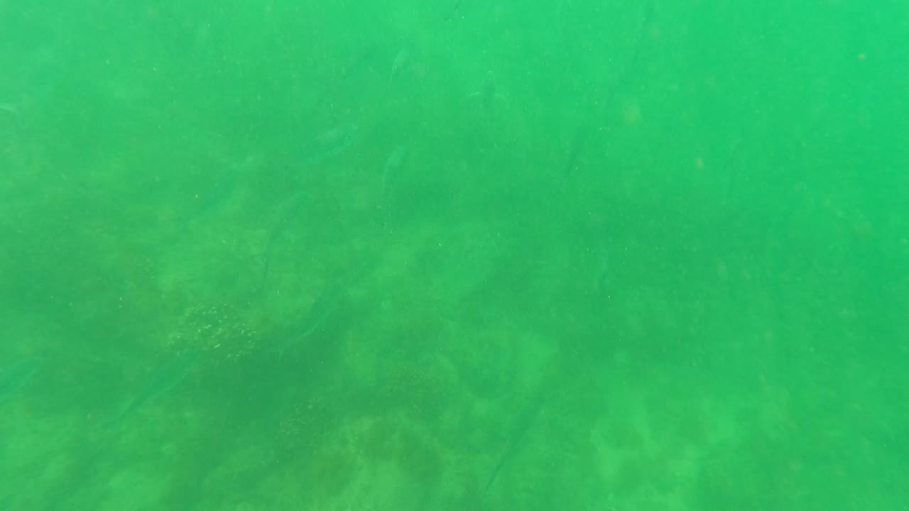 Green shallow water over a faint seabed with small fish shapes.