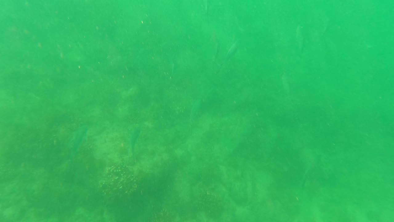 San Jose del Cabo underwater frame with green water tint, faint rocky bottom, sparse plant growth, small fish silhouettes, and no visible people.