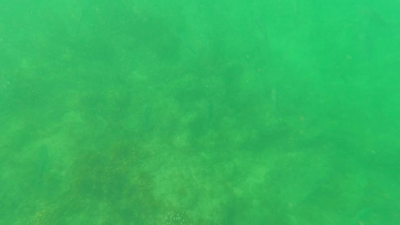 Mid-clip San Jose del Cabo underwater frame showing green shallow water, barely visible fish, mottled seabed texture, and no visible people.