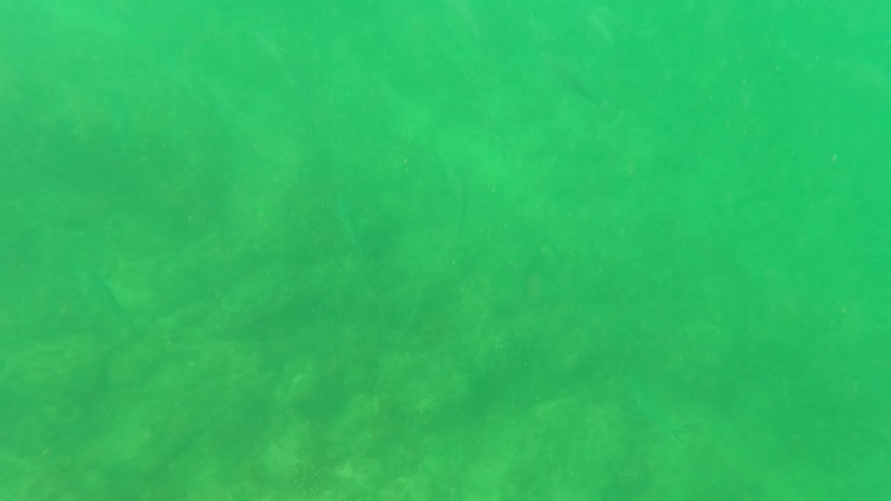 San Jose del Cabo shallow underwater frame with a soft green cast, dim rocks and vegetation below, scattered small fish shapes, and no visible people.