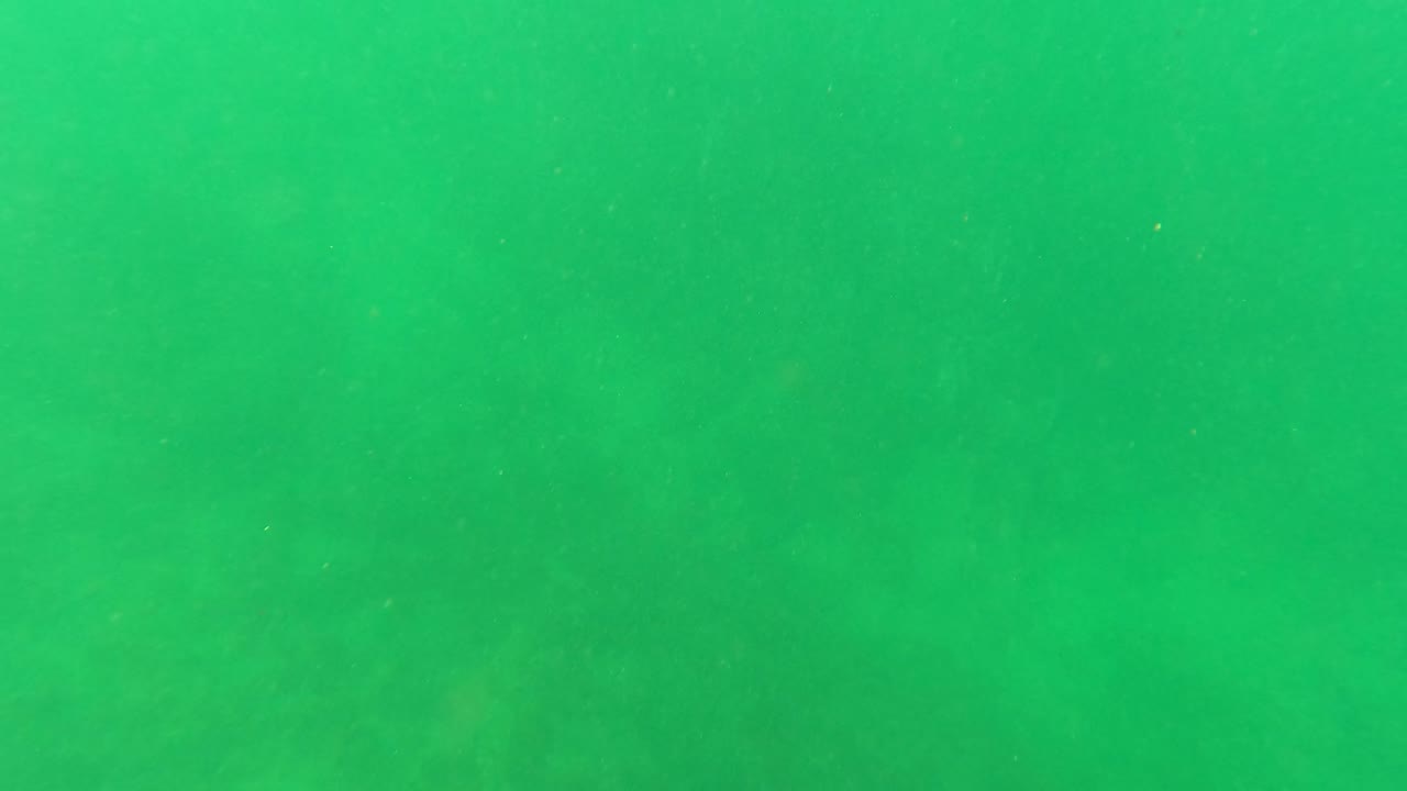 Green underwater view in San Jose del Cabo with soft suspended particles and no visible people at the start of the clip.
