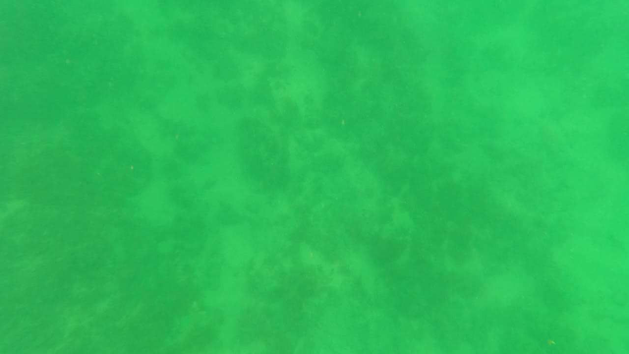 Green underwater view with a faint horizontal tonal band across the frame.