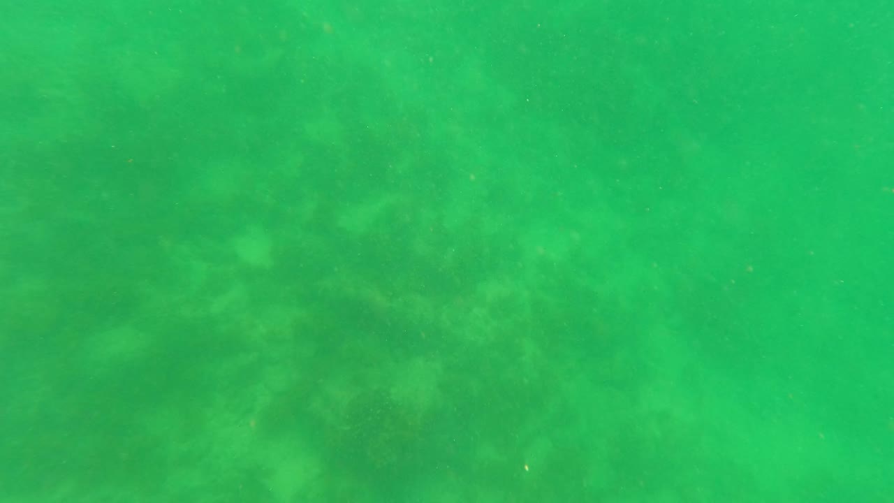 Green underwater view in San Jose del Cabo with a faint seabed visible through suspended haze and no visible people.