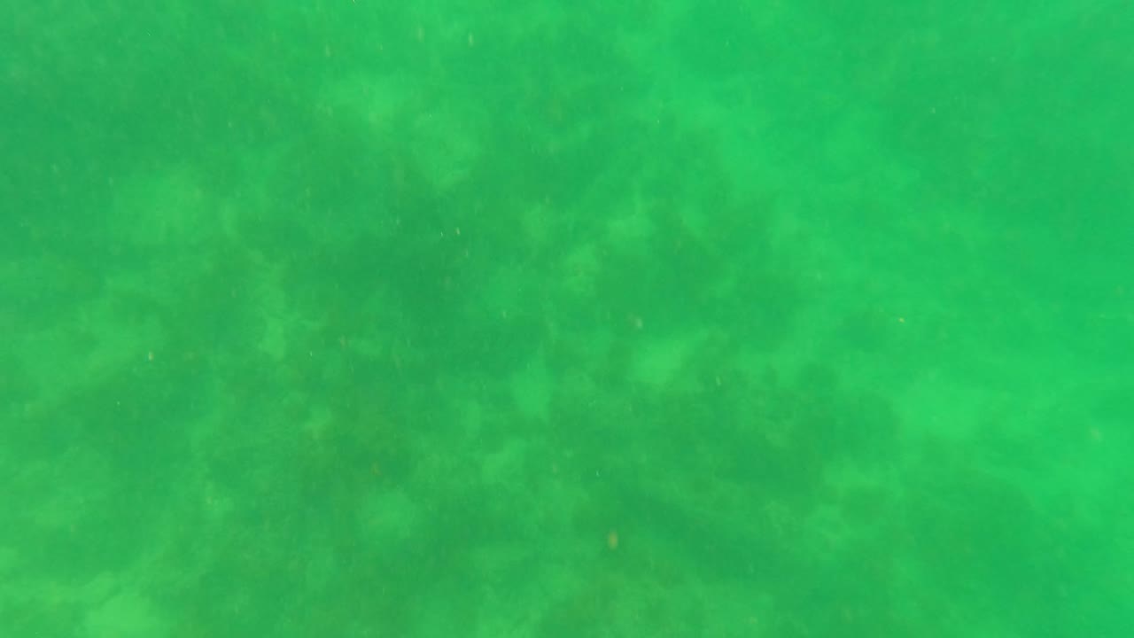 Soft green underwater frame from San Jose del Cabo with the seabed fading into haze and no visible people.