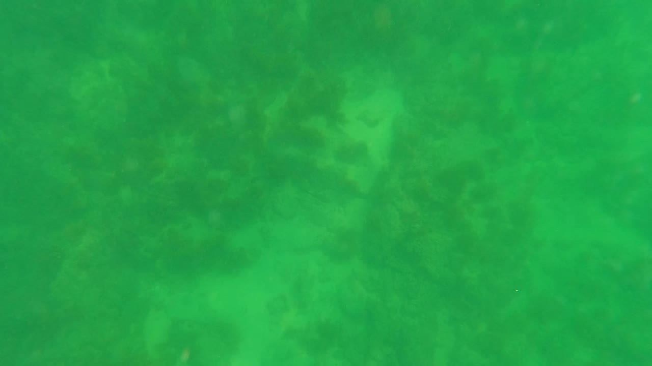 The view is underwater in green water, with soft seabed forms and rocks visible through suspended haze in San Jose del Cabo, Mexico.