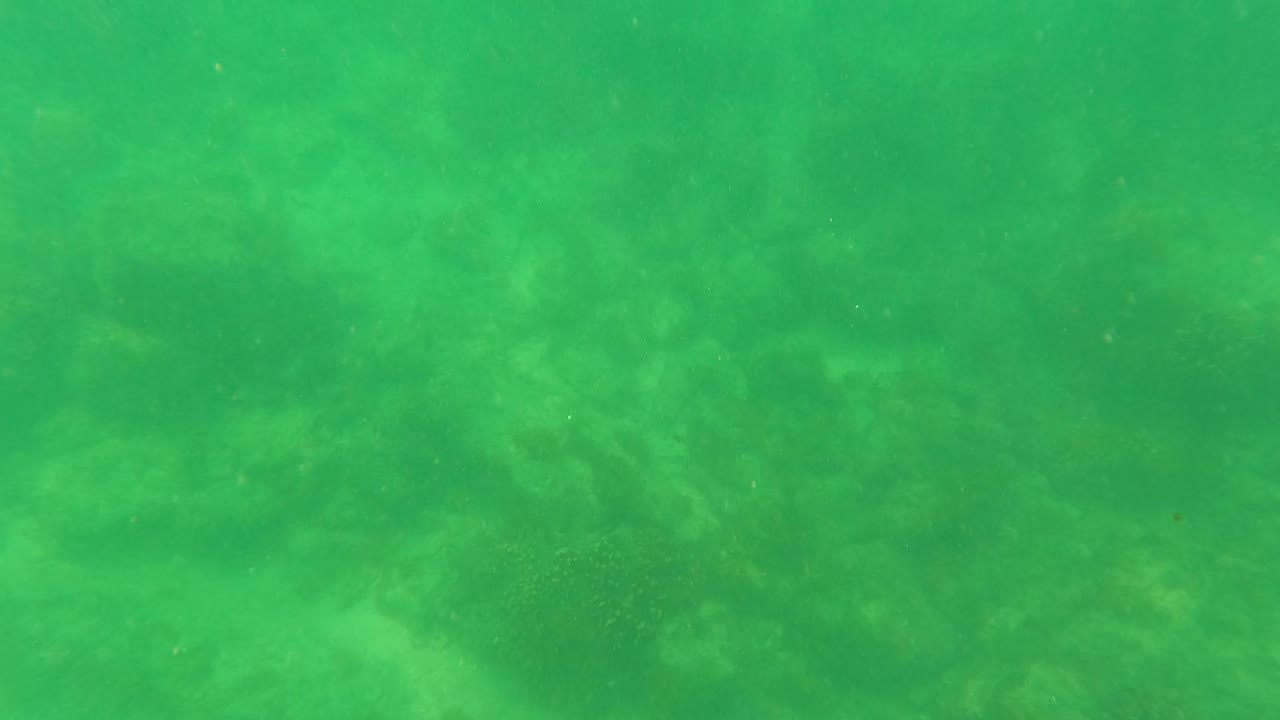 Underwater frame from San Jose Del Cabo where the green water appears slightly hazier above the rocky seabed, with no visible people.