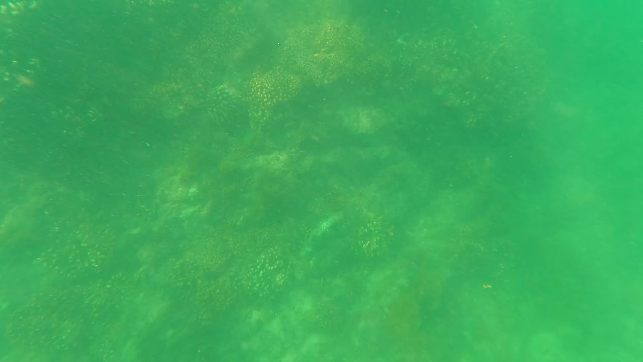 Green underwater coral reef and rocky seabed