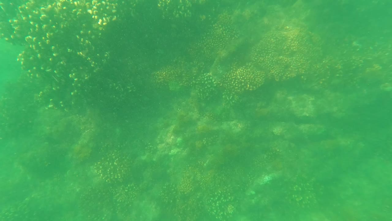 Coral heads appear across the upper part of the rocky seabed in San Jose Del Cabo, Baja California Sur, with no visible people.