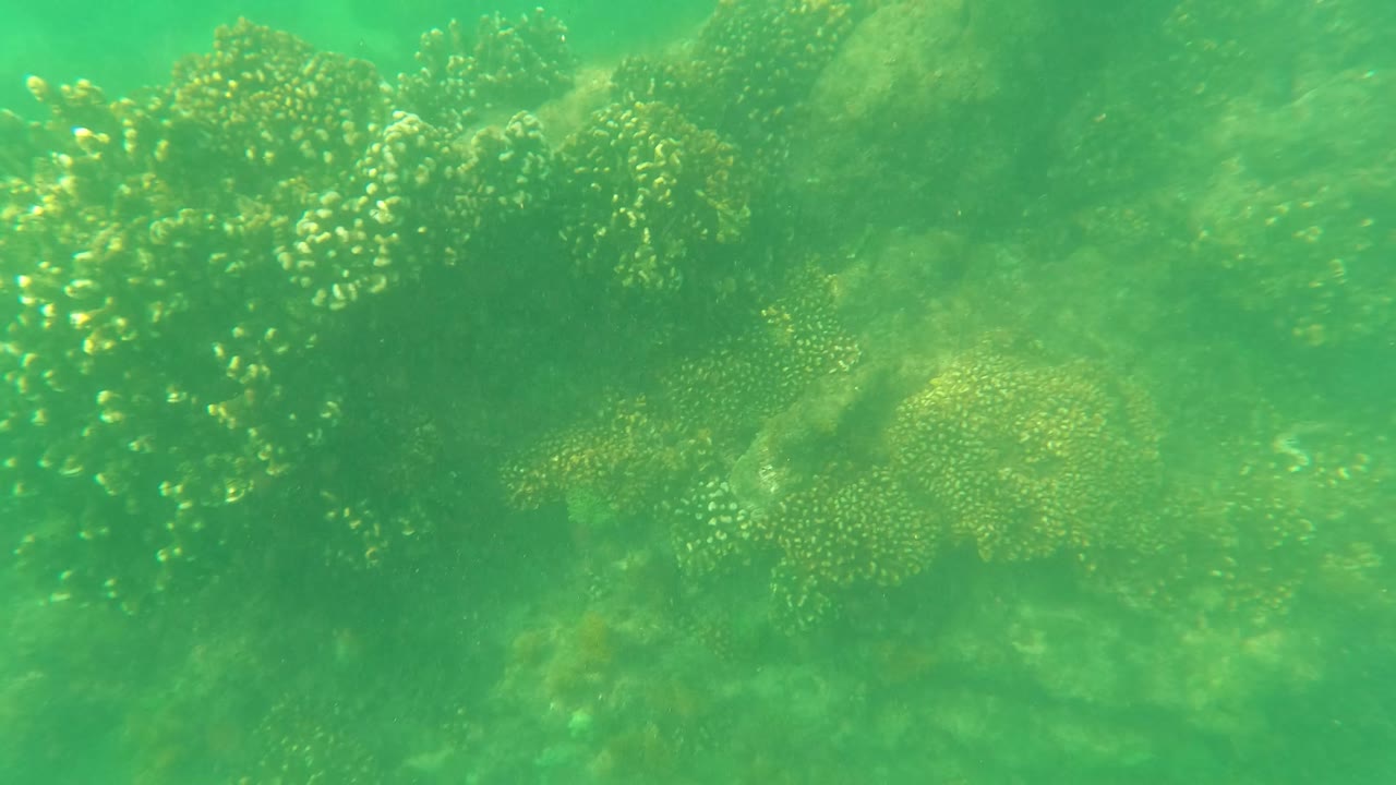 A denser patch of coral sits near the upper right of the green underwater frame in San Jose Del Cabo, Baja California Sur, with no visible people.