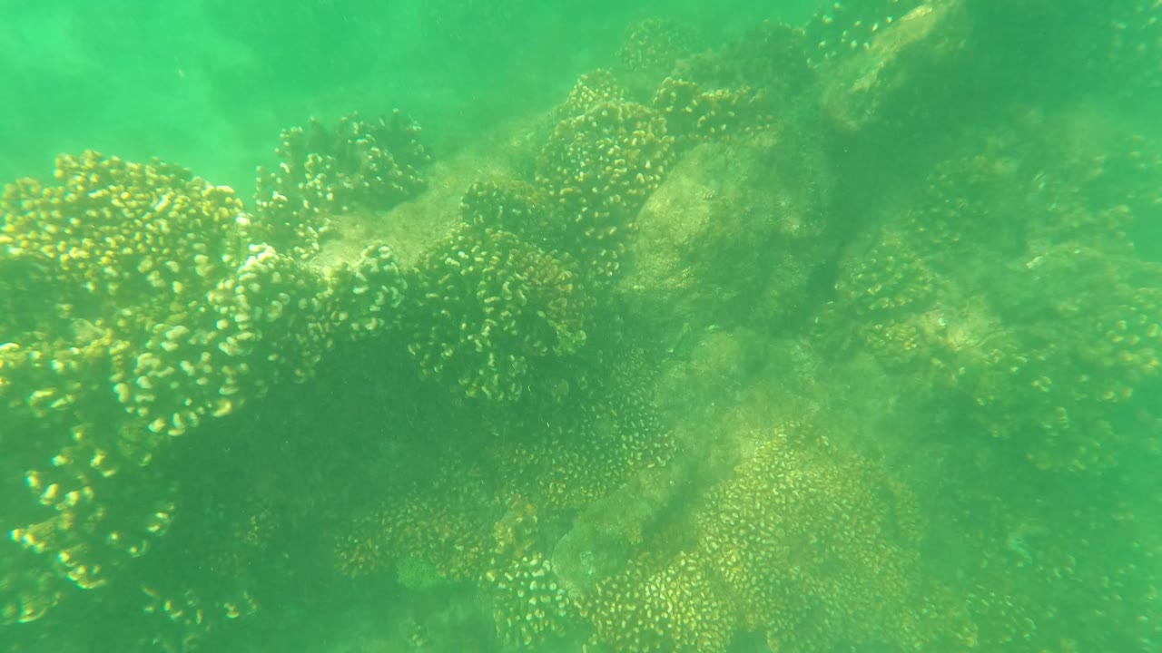 A larger coral cluster fills the lower left foreground over rocky reef in San Jose Del Cabo, Baja California Sur, with no visible people.