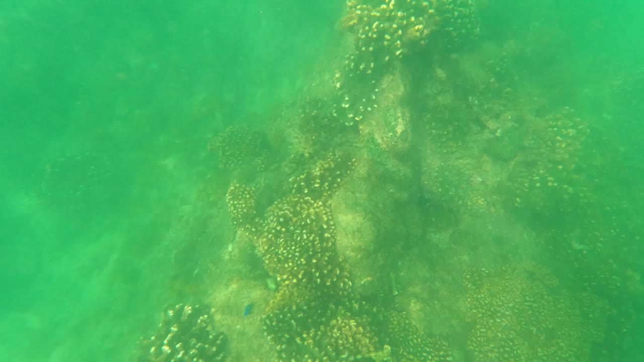 Green underwater coral and rock formations near the seabed in San Jose del Cabo, Mexico, with no visible people in this opening frame.