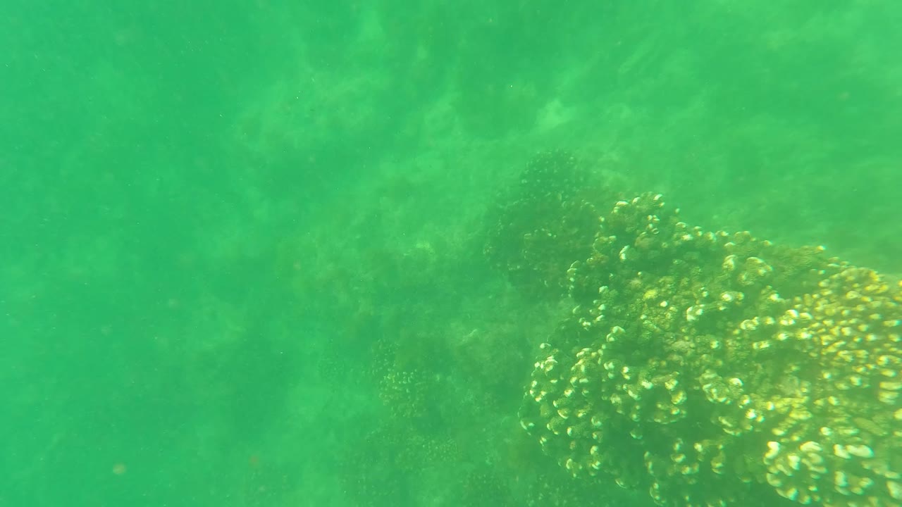 A brighter coral cluster appears on the right side of the green underwater frame in San Jose del Cabo, Mexico, with no visible people.