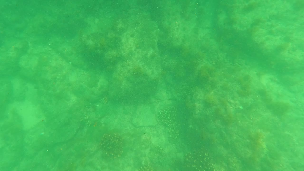 Opening underwater frame in San Jose del Cabo showing green clear water over a rocky seabed with small fish faintly visible and no visible people.