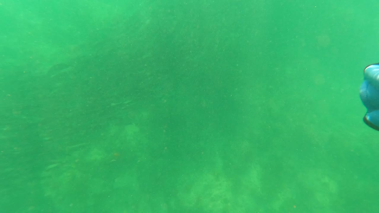 San Jose del Cabo underwater view with a small blue shape lower in the frame, hazy green water, faint rocky bottom, and no visible people.