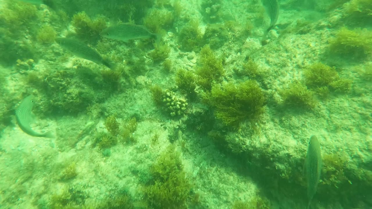 Rocky seabed with patches of seaweed and small fish in green underwater light near San Jose Del Cabo, Mexico, with no visible people.