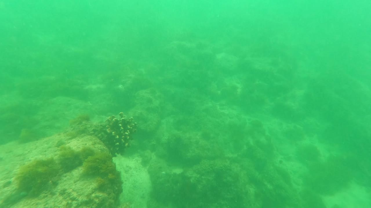 Hazy green underwater view of a rocky ocean floor with algae-like growth near San Jose Del Cabo, Mexico, with no visible people.