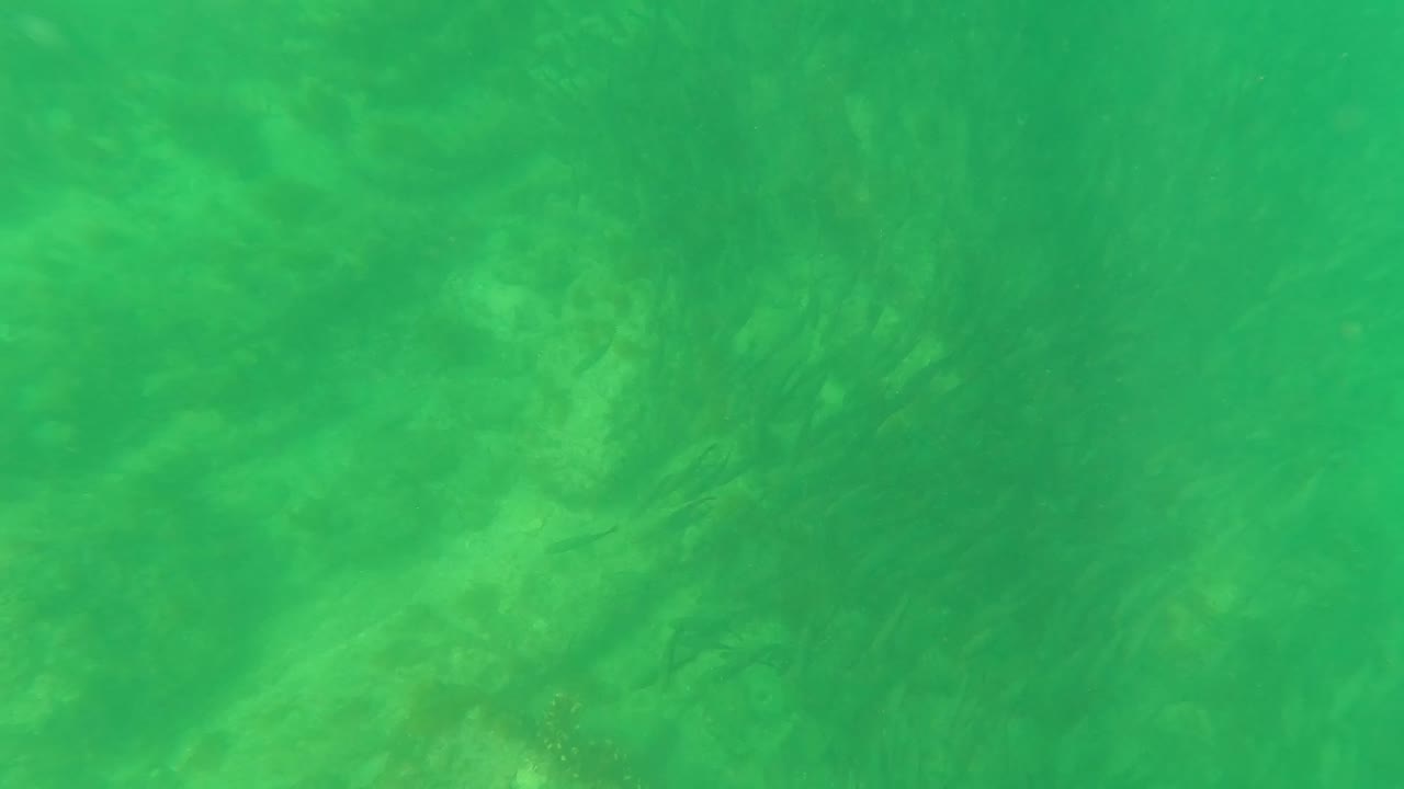 Green underwater frame from San Jose del Cabo, Mexico, showing soft seafloor texture, seaweed, algae, and no visible people.