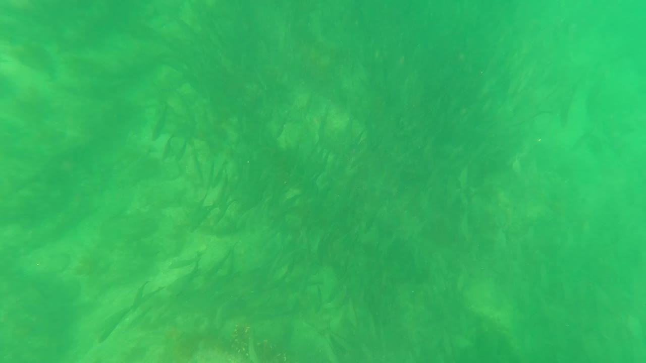Underwater seaweed and algae in green water