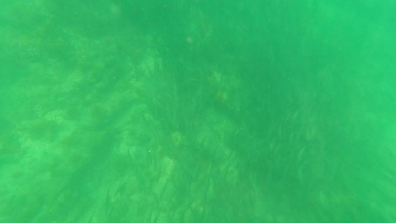 Mid-clip underwater frame from San Jose del Cabo, Mexico, showing green water, faint small fish shapes, seaweed, and no visible people.