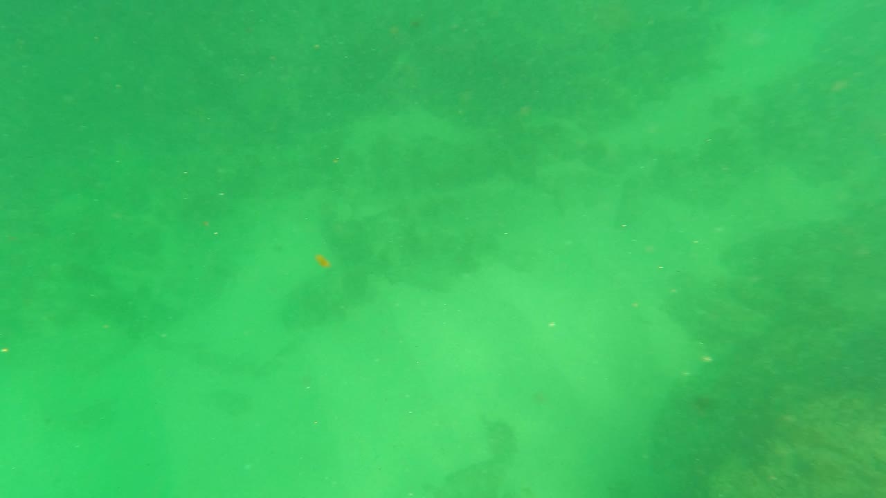 Green underwater seabed with dark rock shapes