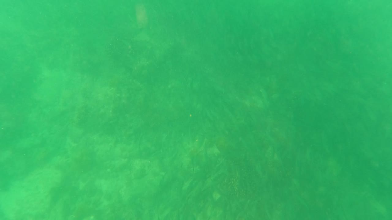 Green underwater view of the seabed in San Jose Del Cabo, Mexico, with soft algae forms and no visible people.