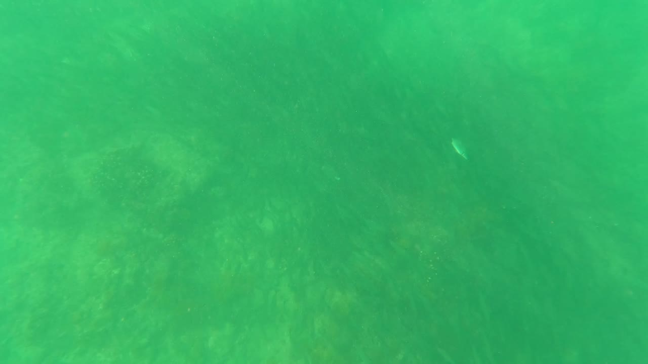 Hazy green water sits over low seabed growth in San Jose Del Cabo, Mexico, with faint particles and no visible people.
