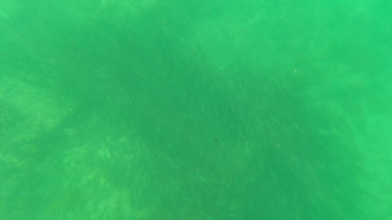 Muted green underwater seabed detail in San Jose Del Cabo, Mexico, with diffuse light and no visible people.