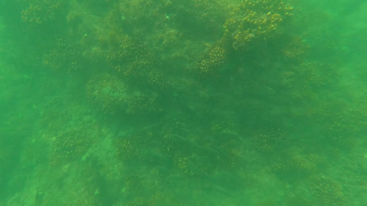 Underwater view in San Jose del Cabo with green water, faint suspended haze, and coral clusters visible across the upper frame, no visible people.