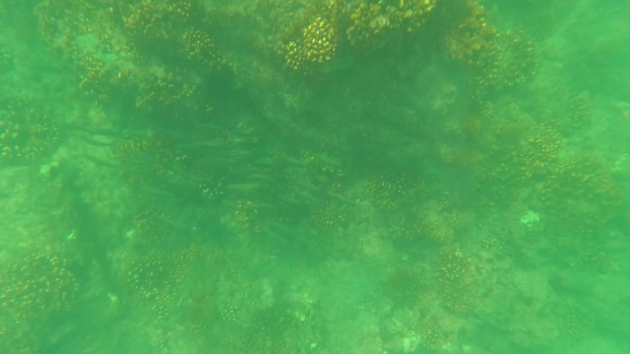 Green underwater reef scene in San Jose del Cabo with coral heads and rocky seabed softened by water haze, no visible people.