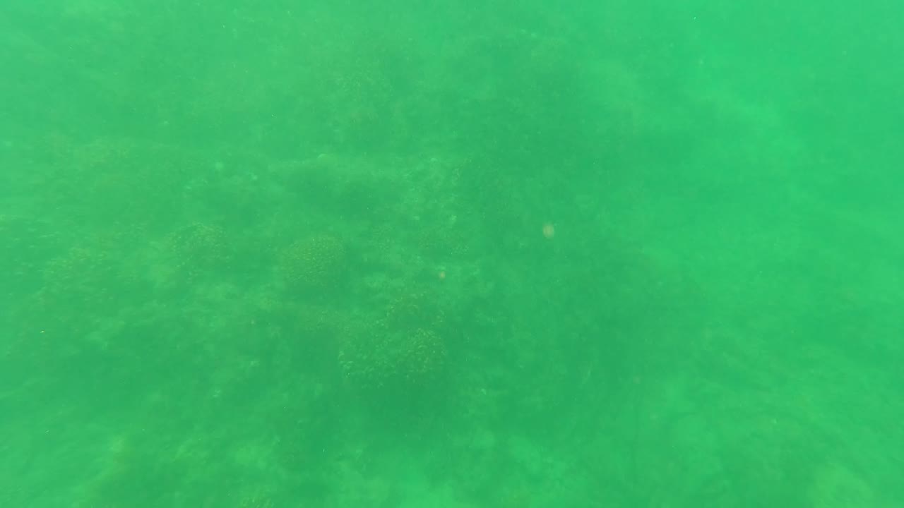Green underwater view with faint coral and marine growth below
