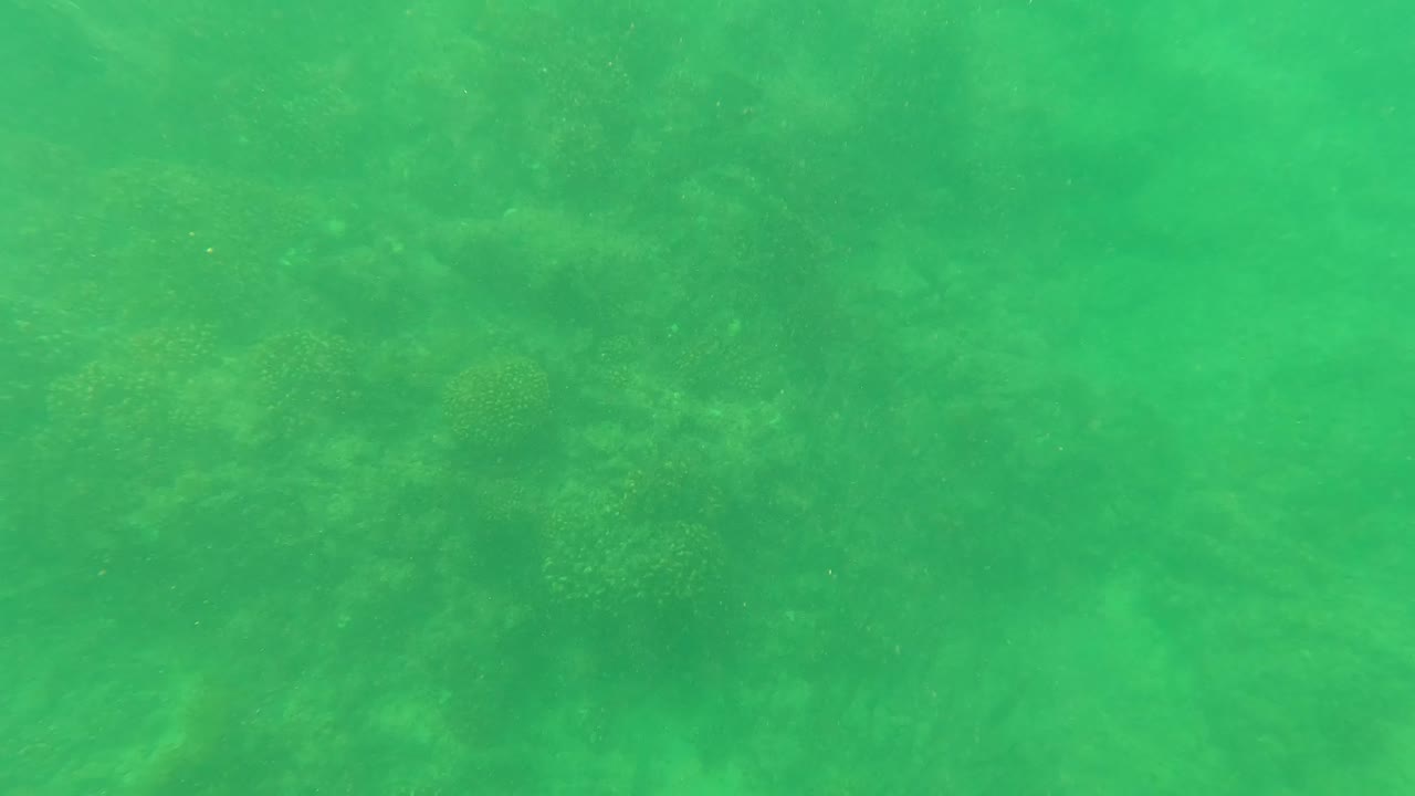 Clear green water in San Jose del Cabo with soft reef forms and marine growth spread across the lower view, no visible people.