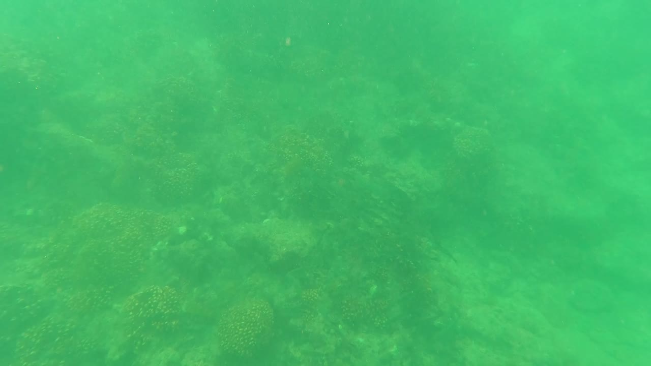 Underwater reef texture in San Jose del Cabo remains visible beneath green water, with diffuse light and no visible people.