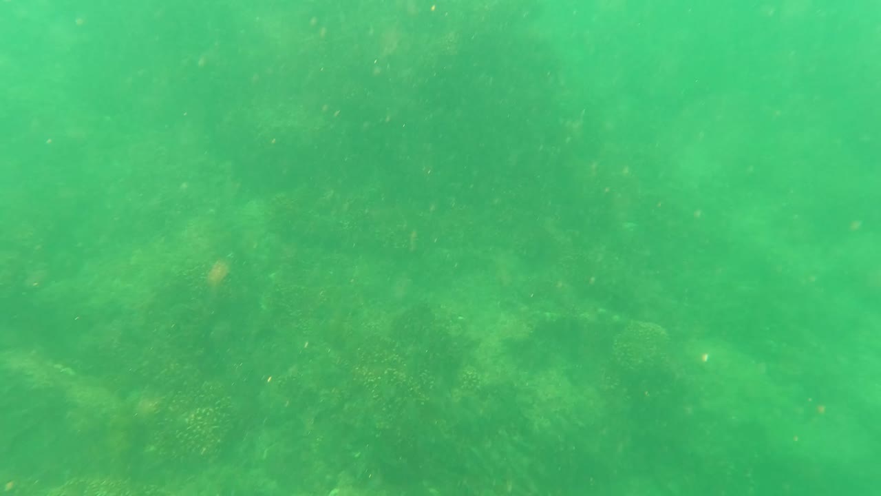 Green underwater frame in San Jose del Cabo with small particles in the water and faint seabed detail below, no visible people.