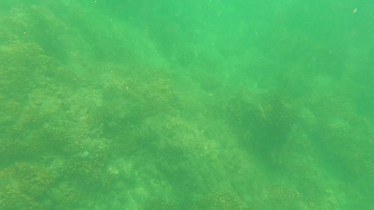 Green underwater frame in San Jose del Cabo showing a rocky seabed with faint algae growth and suspended particles, with no visible people.