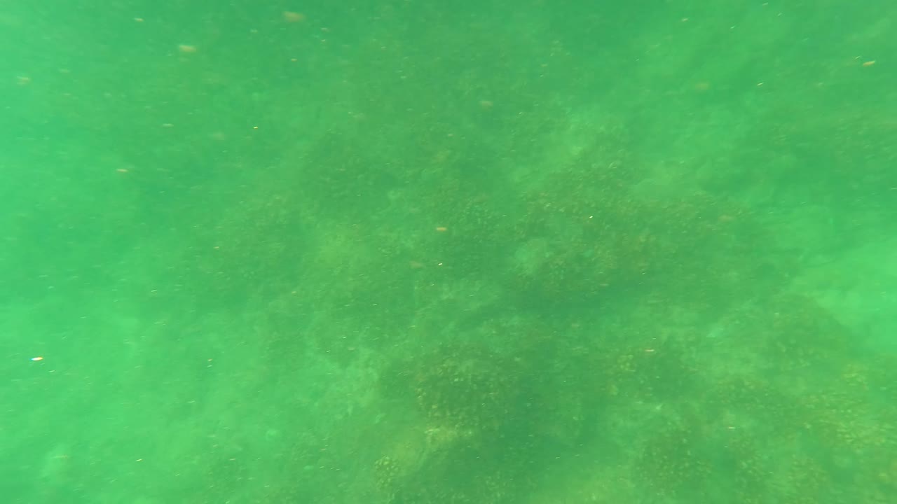 Green underwater frame from San Jose del Cabo with the rocky ocean floor receding through hazy water and no visible people.