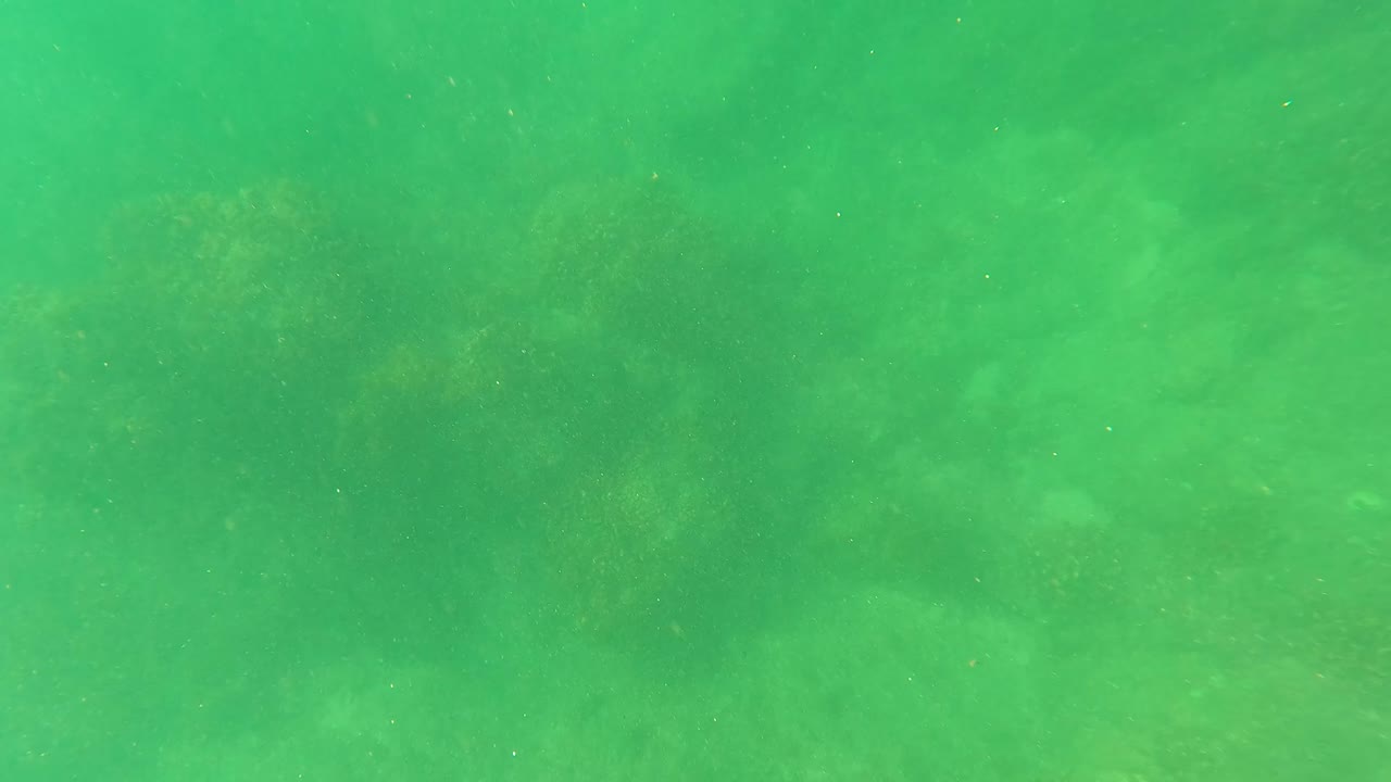 Algae-coated rocks beneath green seawater
