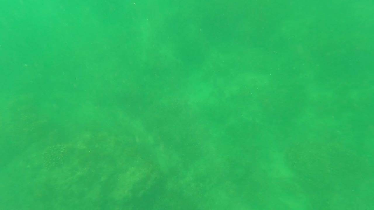 Green underwater view over a faintly textured seabed.