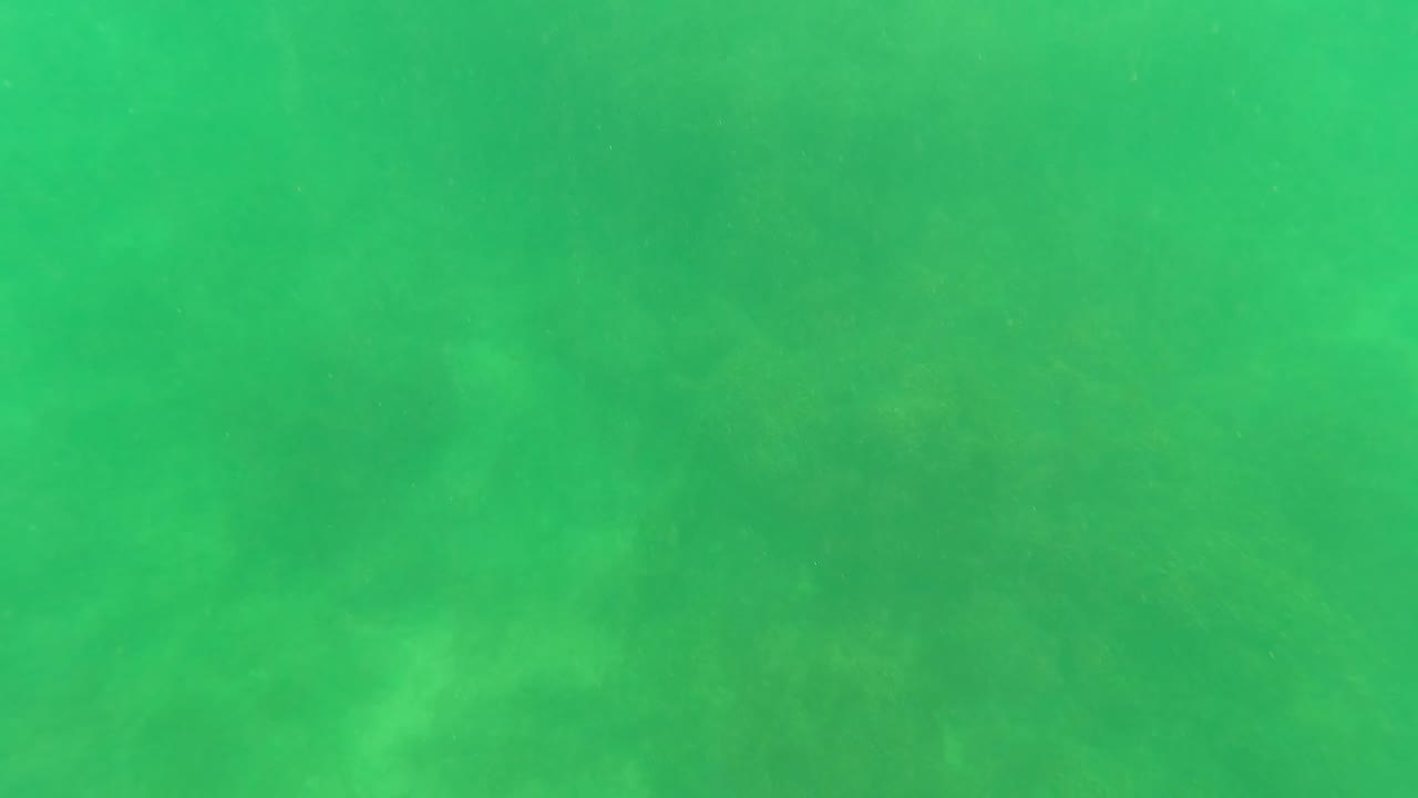 Submerged ocean bottom in San Jose Del Cabo, Baja California Sur, seen through uniform green water with faint cloudy seabed patches and no visible people.