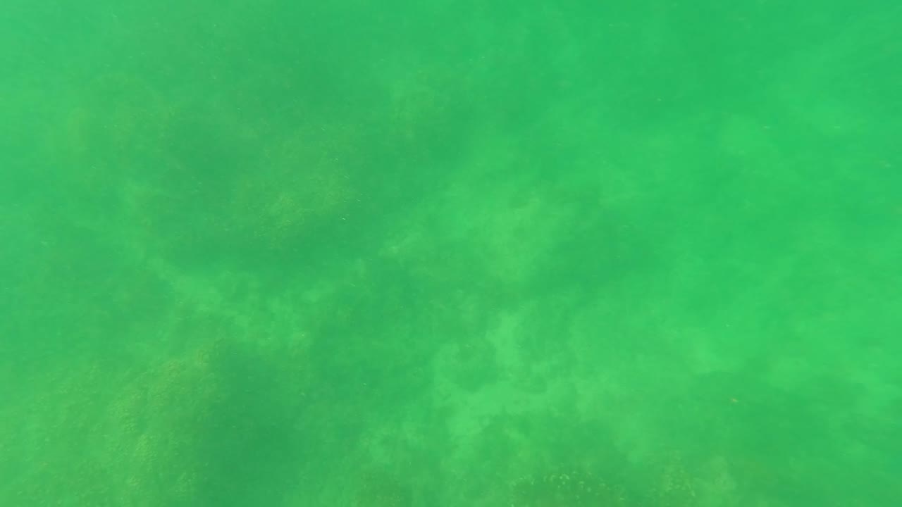Green underwater view in San Jose Del Cabo with a soft, hazy ocean floor and no visible people.