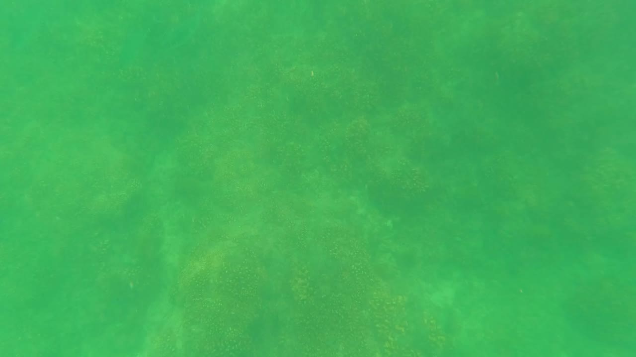 At one second, the San Jose del Cabo underwater view holds on green water with small fish crossing above the coral seabed and no visible people.