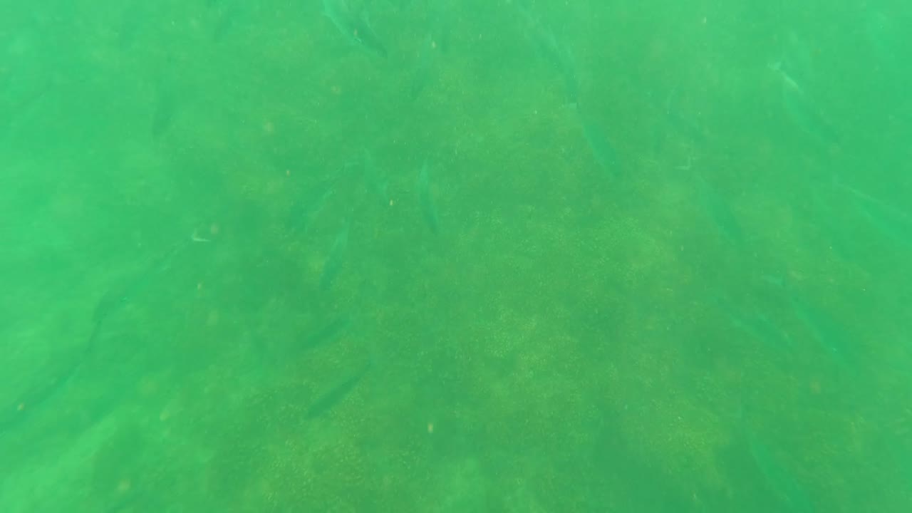 At two seconds, small fish are visible across the green underwater frame above coral and rock texture in San Jose del Cabo, with no visible people.