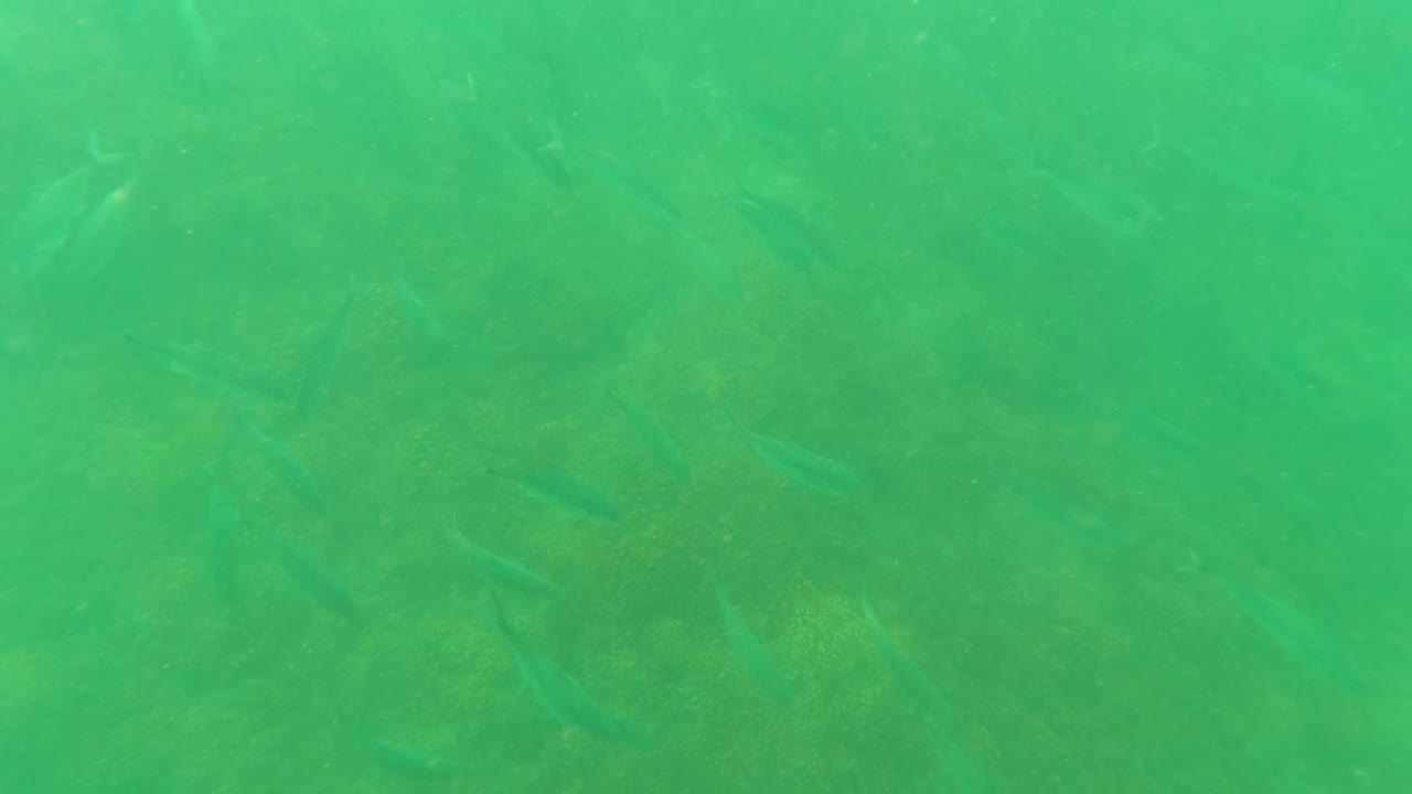 Green underwater reef floor with small fish movement