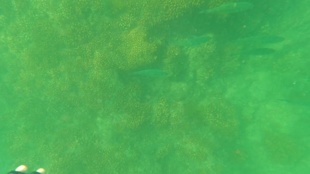 San Jose Del Cabo underwater reef in green clear water with small fish over coral texture and partial snorkeler feet briefly visible near the left edge.